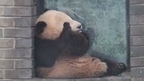 网红大熊猫蔓越煤小时候独坐窗台，戏超级多