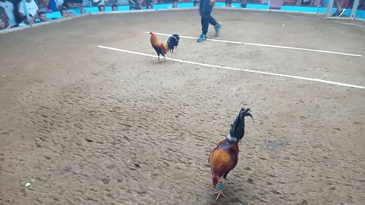 3cock derby feb.2023@virac catanduanes