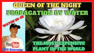 KADUPUL QUEEN OF THE NIGHT | How to Propagate the Most Expensive  Plant in the World