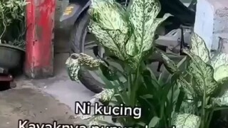 kucing punya dendam denganku