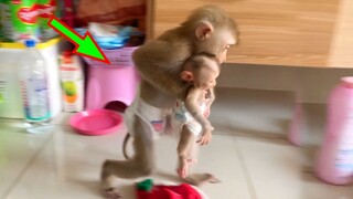 OMG! Monkey Gangpae Kidnaped Newborn Monkey Lion From Mom Because She Really Love Tiny Baby Lion