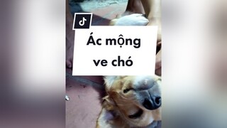 Ác mộng. Huhu. cunyeucuadua yeucho yeuchomeo cún cúncon chó chómèo chócon chókhôn yeuchomeo chócute pet dog dogsoftiktok doggo