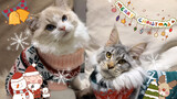 [Hewan]Dua kucing cantik dengan kostum Natal|<Bunga Salju>