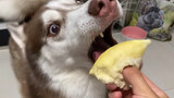 Dog|Husky Eating Durian