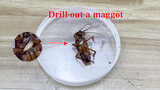 [Animals] Unbelievable! A maggot came out of the cockroach's stomach!