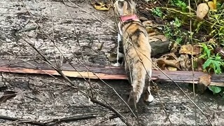 Cat: Dog is meddling in other people's business