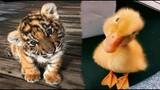 Cute Baby Animals Videos Compilation | Funny and Cute Moment of the Animals #1 - Cutest Animals 2024