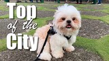 My Dog Goes to the Top of the City | Cute & Funny Shih Tzu Dog Video