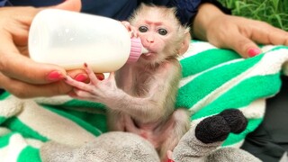 Cleans up a diaper & feeds milk for tiny adorable Luca