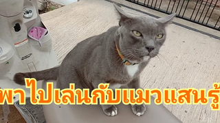 พาไปเล่นกับแมวแสนรู้แม่ไหมพาทำ