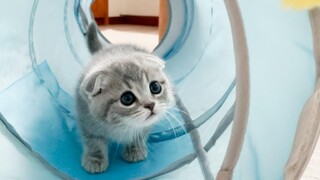 Kitten Lulu plays with toys as soon as she comes home