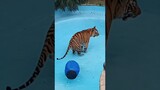 Tigers do this in the pool !