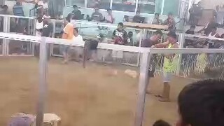 win2 champion