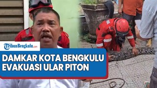 Proses Evakuasi Ular Piton Oleh Damkar Kota Bengkulu