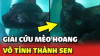 GIẢI CỨU MÈO HOANG và cái kết thành Sen BẤT ĐẮC DĨ 😍 | Yêu Lu