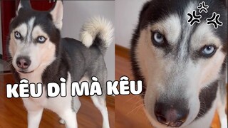 Ngáo nhà người ta, GỌI LÀ TỚI, ĐUỔI LÀ ĐI, ngoan phải biết 😮 | Pets TV