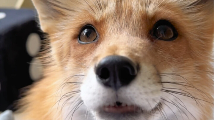 养一只又可爱又粘人的小狐狸是什么体验！