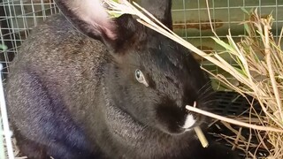 cute rabbit eating
