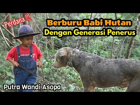 Baburu Babi Di Hilia Banda - Kab.Solok ( Babi  Sempat Mogok Sebelum Tumbang )