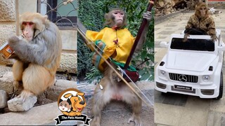 Funny The Cute Baby Monkey drives the car and plays the lemons - The Pets Home P4