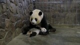 [Hewan]Perilaku lucu ibu panda