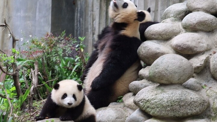 [Animals]Super cute moment of pandas playing together