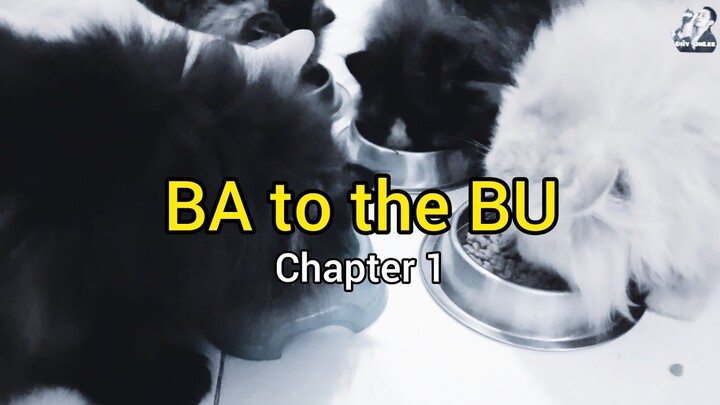 TUGAS BABU KUCING - Kasih makan kucing - Cat Feeding / Short Movie #batothebu