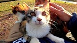 [Hewan]Saat Aku Mengelus Kucing, Satu Persatu Datang