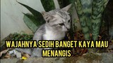 Anak Kucing ini Hampir Mati Sakit Lemas Sendirian Di Jalanan Badannya Panas Banget ..!