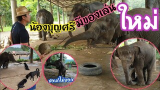 น้องบุญศรีมีของเล่นใหม่