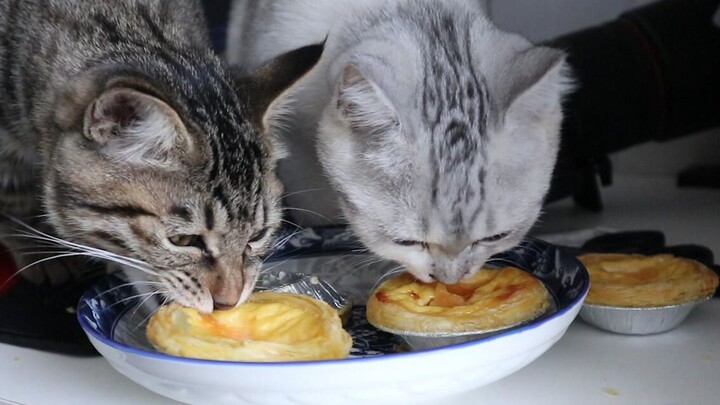 When my cats eat egg tart secretly