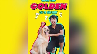 Chó Gâu Đần là chó gì sao đc chuộng đến thế? education tuitienpet dcgr LearnOnTikTok dcgr golden pet