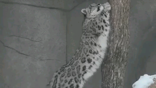 Snow Leopard