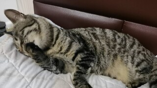 Apa yang terjadi jika Anda menjangkau kucing sambil menjilati bulunya?