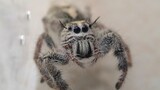 The largest jumping spider in China