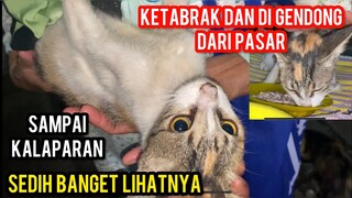 Astagfirullah Sedih Banget Tiba-Tiba Ibu Bawa Kucing Ketabrak Dari Pasar..!