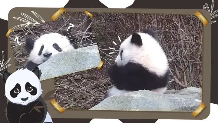 Panda Obssessed with the Branches