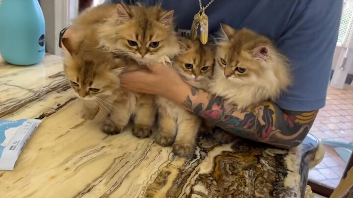 [Nhật ký nuôi mèo] Tắm cho bốn hoàng thượng