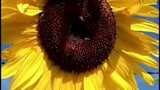 I love sunflower | Bosson | over the mountain