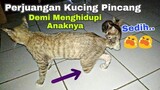 Mengharukan.!! Perjuangan Si Kucing Pincang Demi Menghidupi Anaknya