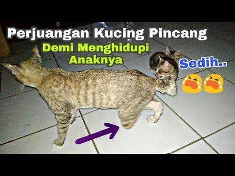 Mengharukan.!! Perjuangan Si Kucing Pincang Demi Menghidupi Anaknya