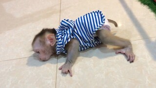 Monkey Mino wipe his mouth on the floor while feeding
