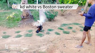 KD White vs Boston Sweater#Backyard breeder