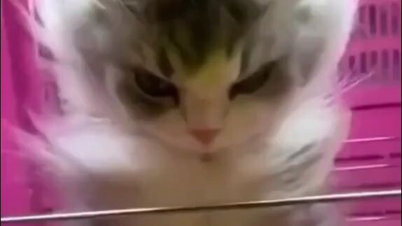 bukan sembarang kucing