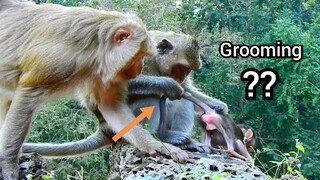 Wooow Baby Monkey Delena Was Grooming By Mum DeeDee Or Not, Ashley Want Groom Baby Too