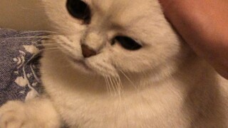 Small cat