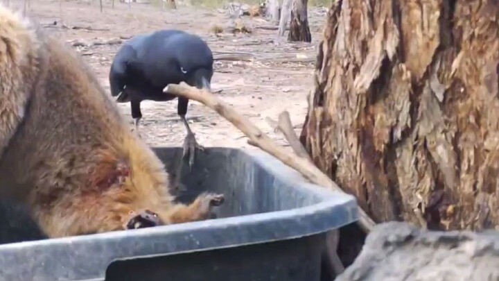 [Animal]A crow pecks at horse bot flies on a kangaroo|<One Piece>