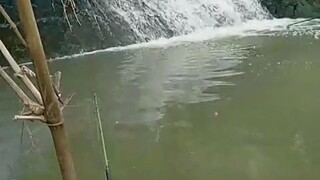 mancing perkoro