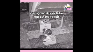 Từ khi đặt ổ mèo, lần đầu tiên thấy mèo vào ở, mà vừa đến là đại gia đình mèo hoang | Ổ nhỏ của Hoài
