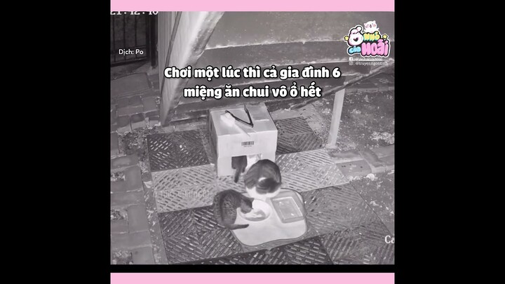 Từ khi đặt ổ mèo, lần đầu tiên thấy mèo vào ở, mà vừa đến là đại gia đình mèo hoang | Ổ nhỏ của Hoài